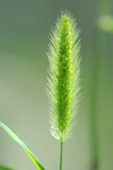 エノコロ草（猫じゃらし）の花と実: 生好 有怒苦