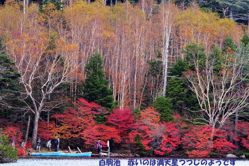 白駒池 八千穂高原自然園紅葉を訪ねる 生好 有怒苦