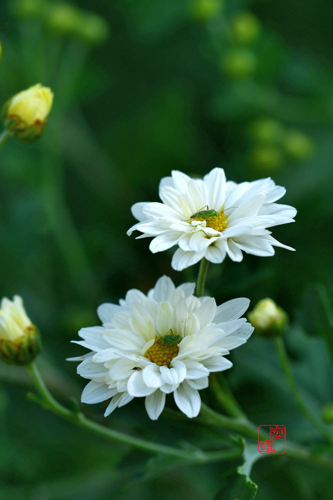 白い菊 生好 有怒苦