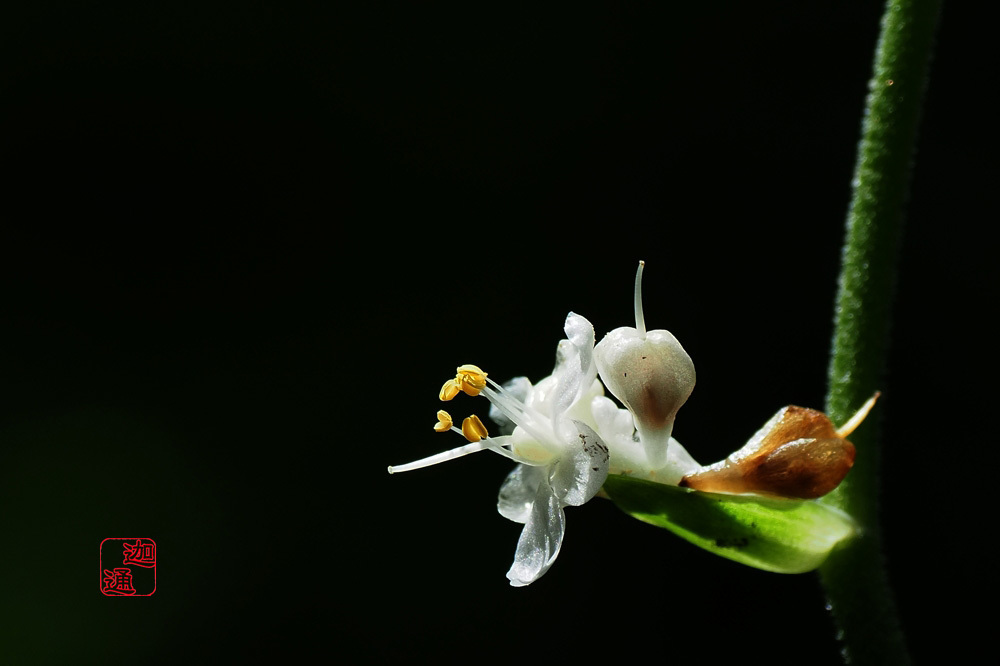 薮茗荷の花 生好 有怒苦