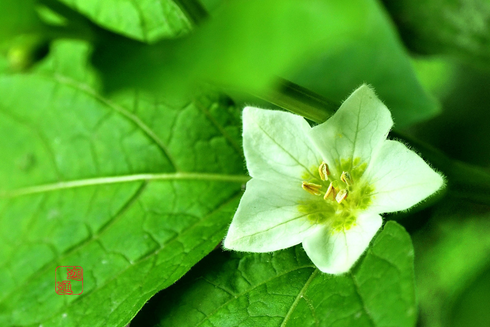 鬼灯の花 生好 有怒苦