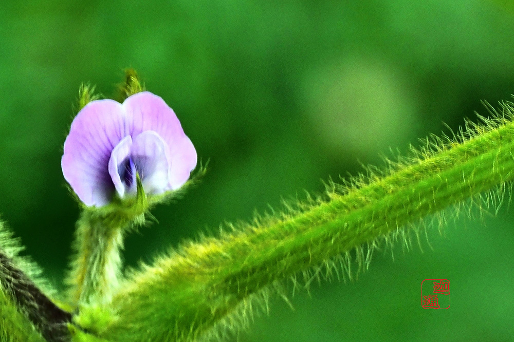 黒豆の花 生好 有怒苦